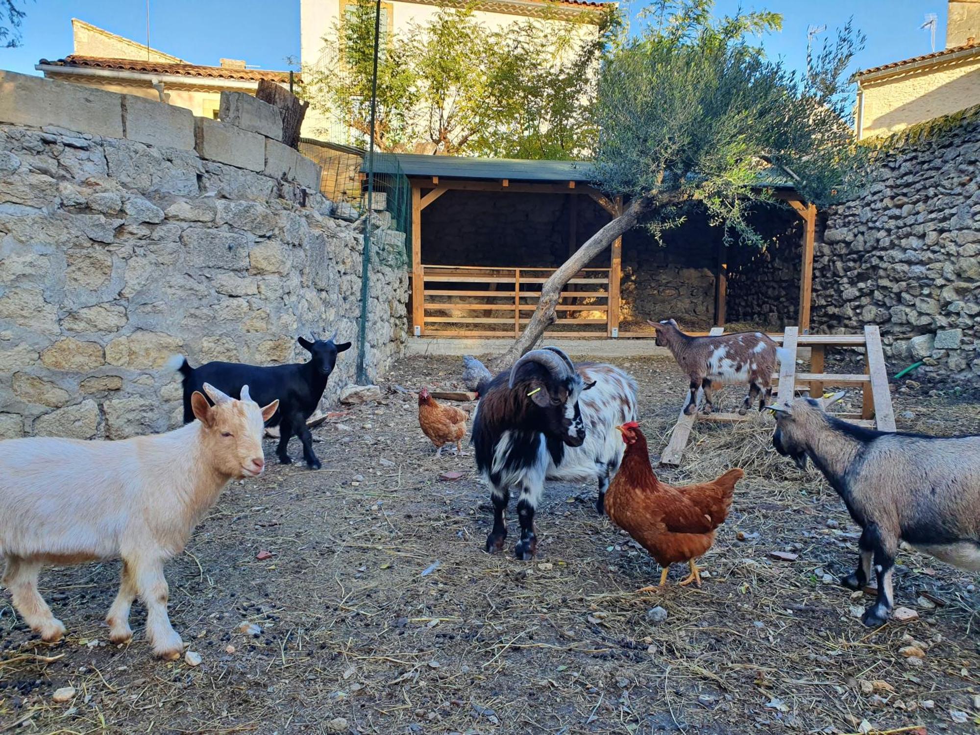 Le Relais De Bellemaison Hébergement de vacances Montfrin